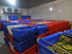 蔬菜批發市場建冷庫，建多大合適