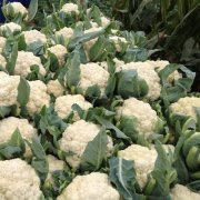 花菜冷庫設計安裝費用大概需要多少錢？